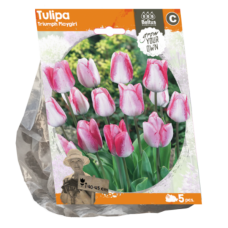 Triumftulppaani, Tulipa Triumph Playgirl, 5 kpl. ALE - 60%!