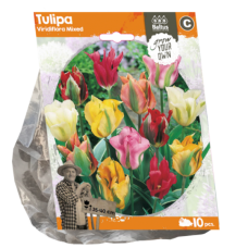 Vihreäraitatulppaani (Tulipa  Viridiflora) Sekoitus, 10 kpl. TUOTE ON LOPPUUNMYYTY!