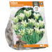Vihreäraitatulppaani (Tulipa  Viridiflora) Spring Green, 5 kpl. TUOTE ON LOPPUUNMYYTY!