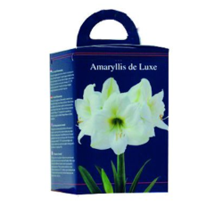 Amaryllis laatikossa valkoinen (4 puolta) SOLD OUT!