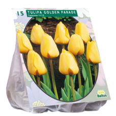 Darwinhybriditulppaani,  Tulipa Golden Parade, 12 kpl