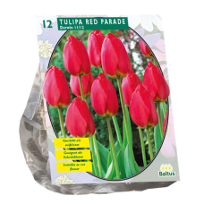 Darwinhybriditulppaani (Tulipa Darwin) Parade, 12 kpl