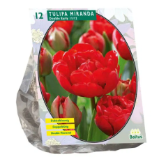 Kerrattu tulppaani (Tulipa Double) Miranda, 12 kpl