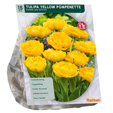 Kerrattu tulppaani, Tulipa Double Late 'Yellow Pompenette', 12 kpl