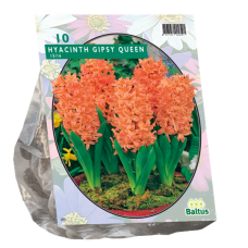 Hyacinthus (Hyacinth) Gipsy Queen, 10 bulbs. SOLD OUT!