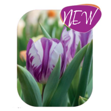 Triumftulppaani (Tulipa Triumph) Ohio, 9 kpl NEW!