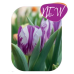 Triumftulppaani (Tulipa Triumph) Ohio, 9 kpl NEW!