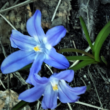 Kevättähti (Chionodoxa Luciliae), 10 kpl. TUOTE ON LOPPUUNMYYTY!