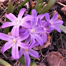 Kevättähti, Chionodoxa Violet Beauty,10 kpl. TUOTE ON LOPPUUNMYYTY!