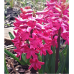 Hyasintti (Hyacinthus) Jan Bos, 10 kpl. TUOTE ON LOPPUUNMYYTY!
