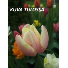 Tulppaani (Tulipa) Jaap Groot, 12 kpl NEW!