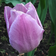 Tulipa (Tulip) Triumph Synaeda Amor, 5 bulbs. SALE - 80%!