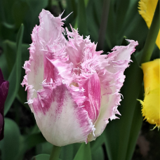 Crispa- eli Ripsureunatulppaani (Tulipa Crispa) Sekoitus, 5 kpl