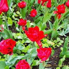 Kerrattu tulppaani Abba (Tulipa) 