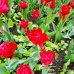 Kerrattu tulppaani Abba (Tulipa) 