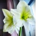Amaryllis Lemon Star (kiinnitettävä etiketti), 1 kpl. 