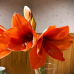 Amaryllis Rilona (kiinnitettävä tarra).
