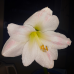 Amaryllis, valkoinen (kiinnitettävä etiketti). ALE - 25%!