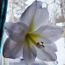 Amaryllis, valkoinen (kiinnitettävä etiketti). TUOTE ON LOPPUUNMYYTY!