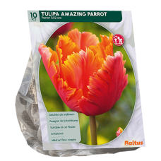 Papukaijatulppaani, Tulipa Amazing Parrot, 10 kpl