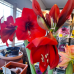 Amaryllis ruukussa - punainen (6 puolta) TUOTE ON LOPPUUNMYYTY!