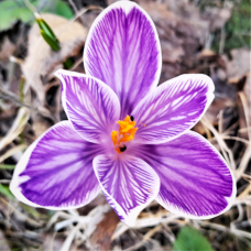 Kevätsahrami (Crocus Vernus) King Of The Striped,10 kpl. TUOTE ON LOPPUUNMYYTY!