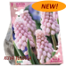 Helmililja, Muscari Pink Sunrise, 7 kpl. NEW! TUOTE ON LOPPUUNMYYTY!