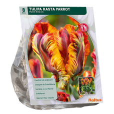 Papukaijatulppaani, Tulipa Rasta Parrot, 8 kpl