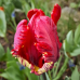 Papukaijatulppaani (Tulipa Parrot)  Garden Fire, 5 kpl. TUOTE ON LOPPUUNMYYTY!