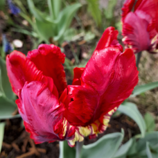 Papukaijatulppaani (Tulipa Parrot)  Garden Fire, 5 kpl. TUOTE ON LOPPUUNMYYTY!