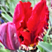 Papukaijatulppaani (Tulipa Parrot) Rococo, 5 kpl