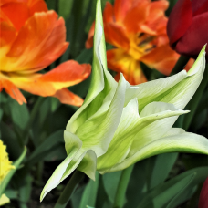 Vihreäraitatulppaani (Tulipa  Viridiflora) Spring Green, 5 kpl. TUOTE ON LOPPUUNMYYTY!