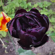 Kerrattu tulppaani (Tulipa) Black Hero, 5 kpl. TUOTE ON LOPPUUNMYYTY!