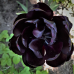 Kerrattu tulppaani (Tulipa) Black Hero, 5 kpl. TUOTE ON LOPPUUNMYYTY!