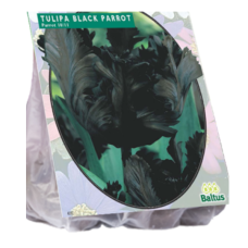 Papukaijatulppaani (Tulipa Parrot)  Black Parrot, 5 kpl ALE - 70%!