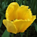 Crispa- eli Ripsureunatulppaani (Tulipa Crispa) Sekoitus, 5 kpl