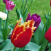 Crispa- eli Ripsureunatulppaani (Tulipa Crispa) Sekoitus, 5 kpl