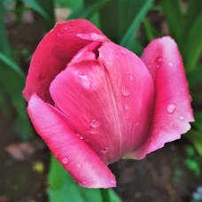 Darwinhybriditulppaani (Tulipa Darwin Hybrid) Pink Impression, 5 kpl. TUOTE ON LOPPUUNMYYTY!