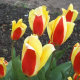 Tulips Tulips