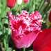 Crispa- eli Ripsureunatulppaani (Tulipa Crispa) Sekoitus, 5 kpl