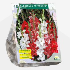 Gladiolus Peppermint Mix per 15 SALE - 85%!