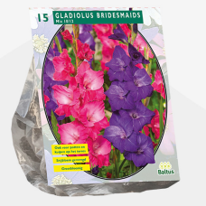 Gladiolus Bridesmaids Mix per 15