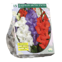 Gladiolus United States Mix, Miekkalilja, 15 kpl ALE - 80%!