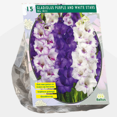 Gladiolus Purple and White Stars per 15 SOLD OUT!