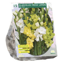 Gladiolus Fresh Lemon per 15