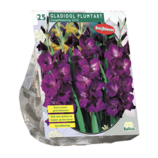 Gladiolus Plumtart per 25. SOLD OUT!