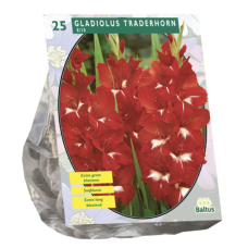 Gladiolus Traderhorn, 25 psc. SALE -90%