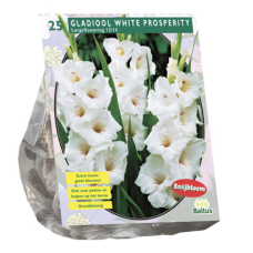 Gladiolus White Prosperity, 25 pcs