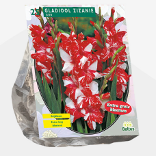 Gladiolus Zizanie per 25. 5Lx2 - container plant
