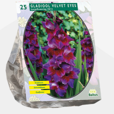 Gladiolus Velvet Eyes per 25 SOLD OUT!
